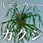 【Youtube】GWもビカクシダ