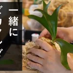 【Youtube】一緒にビカクシダさわらへん？