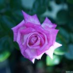 おかんの育てる花【バラ・クレマチス】