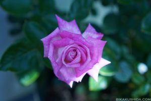 おかんの育てる花【バラ・クレマチス】