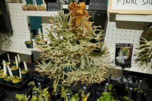 天下一植物界2024に行ってきました【動画あり】