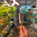 このBLOGの広告やめました。って話