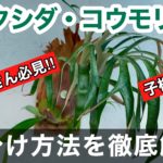 【徹底解説】ビカクシダの株分け方法2024