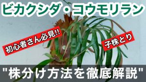 【徹底解説】ビカクシダの株分け方法2024