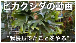 我慢していたことをやる動画