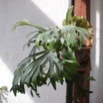 文字にしたら何かみえるか？