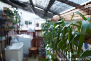 ベランダ熱中症に注意!