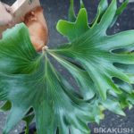 勘違いしてたP.hilli ’Mio’