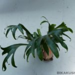 ヒリーisかっこいい。