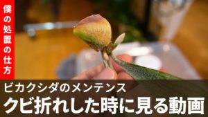 【メンテナンス動画】ビカクシダがクビ折れした時の対処法