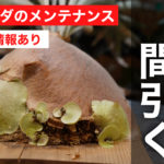 ビカクシダの子株を間引く