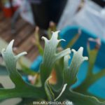 好きなカタチにキュンキュンする