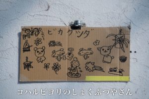 僕のビカクシダを販売します。