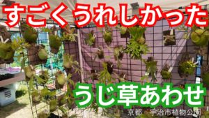 ”うじ草あわせ”に行ってきた