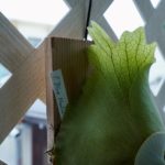 Platycerium 'Blue Marlin'