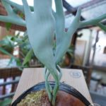 ”ロンギヌスの槍”なビカクシダ