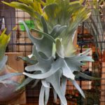 僕のVWKシリーズ　Ｄ・H・Ａ