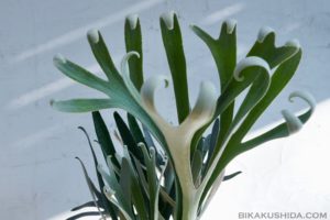 僕の株 silver chariot [成長記録#3]