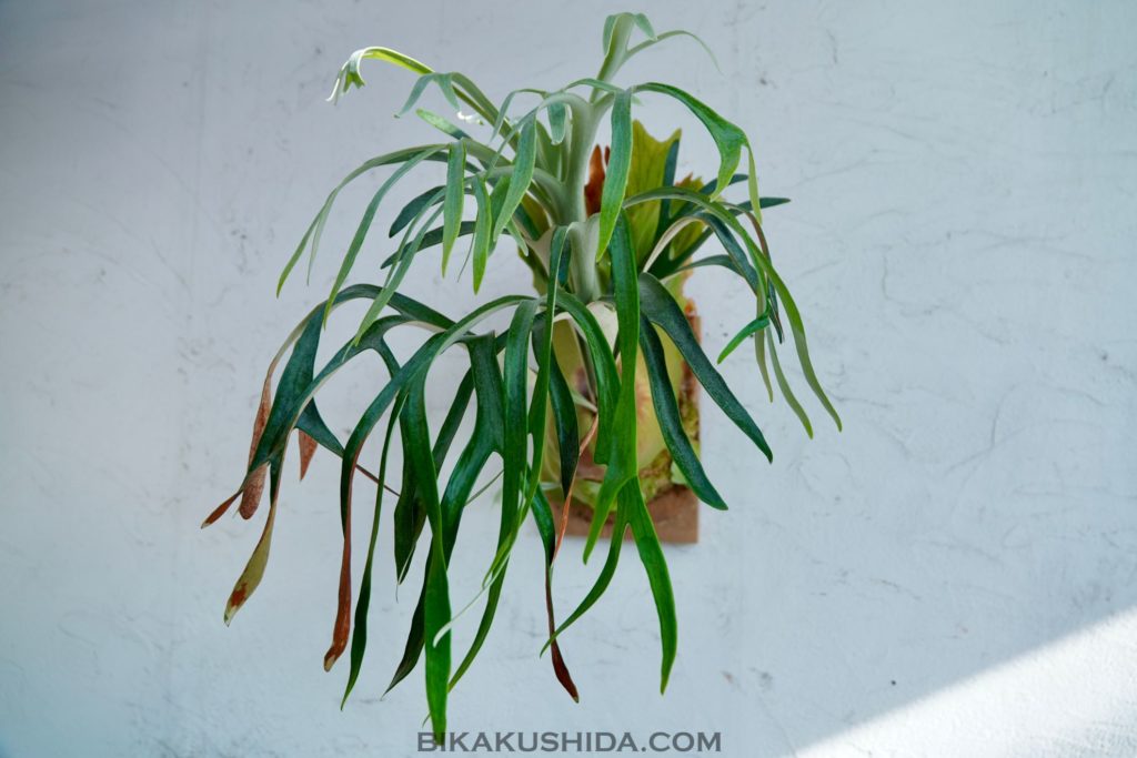 ハワイ、いいよ！ | ビカクシダと僕の趣味ブログ