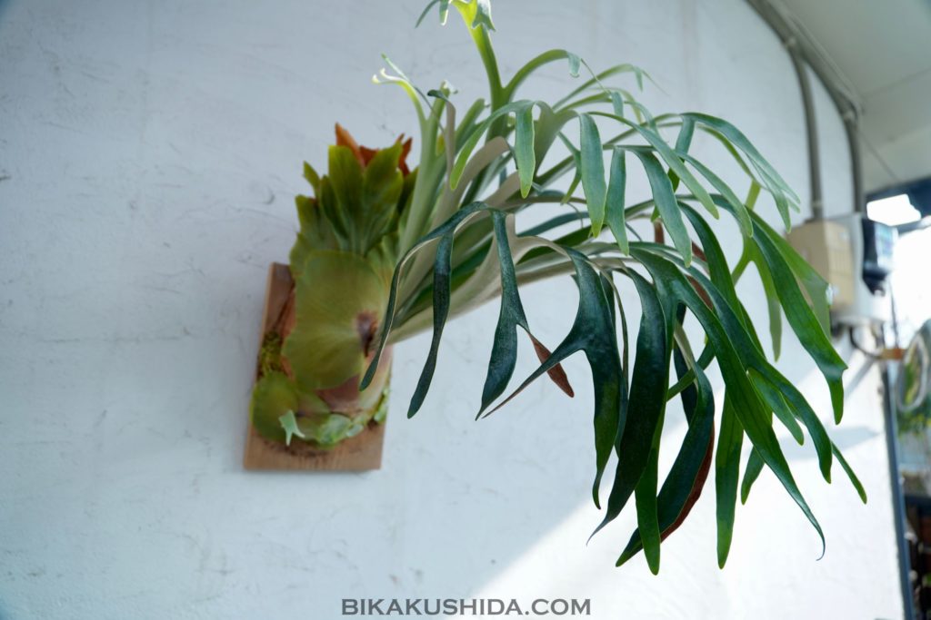 ハワイ、いいよ！ | ビカクシダと僕の趣味ブログ