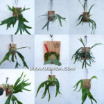 【３月はヤフオクにて出品します】