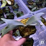 ”かわいい”の集まり【胞子培養株】