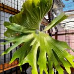 覚醒！P.hillii x P.wandae