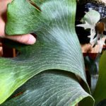 僕だけですか？P. hillii 'Raijin'(spore)