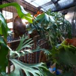 水やり後に、ぼーっと。