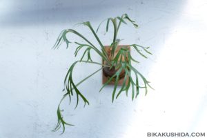 細葉のビカクシダ［P. Little finger #C］