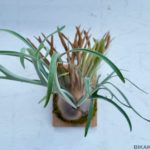 育てるのが楽しい AR×YM＃１