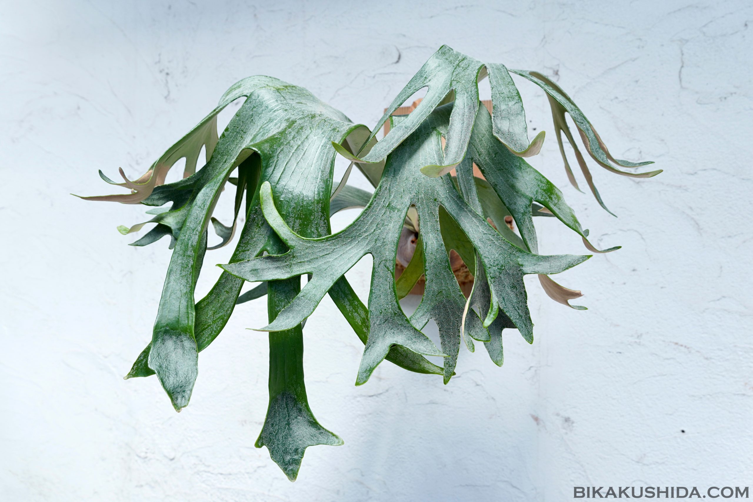 P. Seven moon Sporeling From Create Plants （セブンムーンスポア