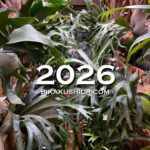 2026年あけましておめでとうございます